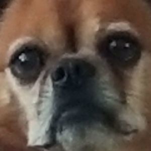 Meet your Posher, Ginger